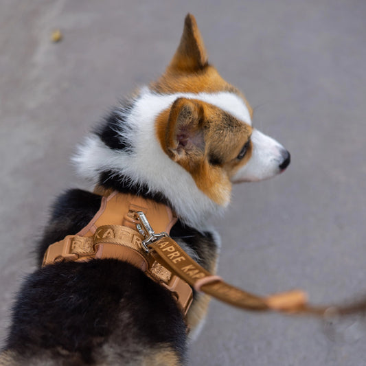 Origins Leash